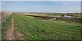 TM2524 : Walton Hall Grazing Marsh Panorama by Glyn Baker