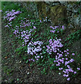 SX7880 : Cyclamen, Lower Hisley by Derek Harper