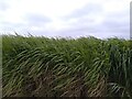 SU5080 : Tall grass in the wind by Oscar Taylor