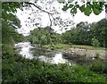 NZ0536 : River Wear near Wolsingham by Robert Graham