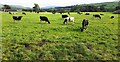 SD9290 : Cows in field on south side of road west of Yorescott by Luke Shaw