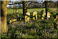 TM3863 : Bluebells in Carlton churchyard by Christopher Hilton