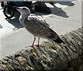 SX0144 : Juvenile Herring Gull by Rob Farrow