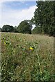 TQ3347 : Sunflowers and Bridleway 228 by Glyn Baker