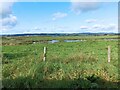 SO7104 : Slimbridge Wetlands pool by Pebble