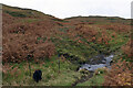 NM3850 : Burn above Frachadil by Andy Stephenson