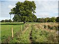 NY3745 : The Cumbria Way near Parkhouse Wood by Adrian Taylor