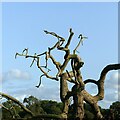 SE5044 : Twisted limbs by Alan Murray-Rust