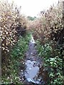 SE2141 : Wet path in Tarnfield Park by Stephen Craven