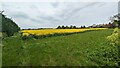 TM5088 : Oil Seed Rape Near Carlton Colville by Sandy Gerrard