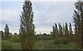 TL2696 : Poplar trees and scrub by the railway line, Whittlesey by Christopher Hilton