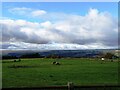 NZ1153 : Grazing field next to Corbridge Road by Robert Graham