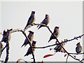 NZ1051 : Waxwings in Consett by Robert Graham