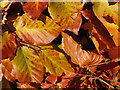 NJ3257 : Beech Leaves by Anne Burgess