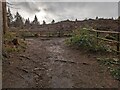 SJ3819 : Woodland clearance by Nesscliffe hillfort by TCExplorer