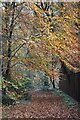 SU3822 : Fallen leaves on path near the Straight Mile by David Martin