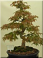 SJ4812 : Bonsai, Shrewsbury Flower Show 2003 by Rod Grealish