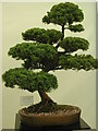 SJ4812 : Bonsai, Shrewsbury Flower Show 2003 by Rod Grealish