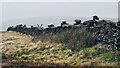 SD7083 : Unusual method of attaching single strand of barbed wire to top of dry-stone wall by Mick Garratt