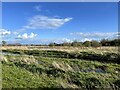 SJ9024 : Doxey Marshes by Jonathan Hutchins