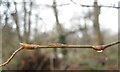 SP2965 : Buds of Hornbeam, Warwick by Robin Stott