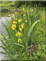 SJ7948 : Yellow Flags at Cloggers Pool by Jonathan Hutchins