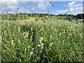 SJ8146 : Hedge Bedstraw at Silverdale by Jonathan Hutchins