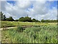 SJ8146 : Mine water treatment reed bed at Silverdale by Jonathan Hutchins