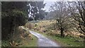 SN8487 : Path at the Hafren Forest by Fabian Musto