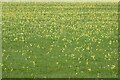 SP0219 : A field of cowslips by Philip Halling