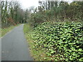 SH4862 : Butterbur flowering in January, Caernarfon by Christine Johnstone