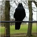 SK5338 : Crow (Corvus corone) on a rail by Alan Murray-Rust