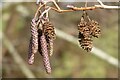 SO7639 : Catkins on an alder tree by Philip Halling