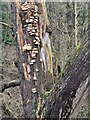 NY9460 : Fungi on tree in Letah Wood by Oliver Dixon