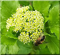 SX9065 : Insect on Alexanders by Derek Harper