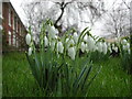 SJ9122 : Snowdrops in a garden on Brunswick Terrace, Stafford by Rod Grealish