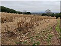 SO7979 : Old maize crop at Park Attwood by Mat Fascione