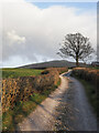 SD6393 : Lone tree along farm access road by Trevor Littlewood