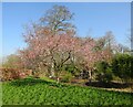 TQ0658 : RHS Wisley - Cherry Trees by Colin Smith