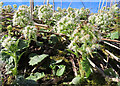 NJ3152 : White Butterbur (Petasites albus) by Anne Burgess