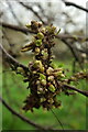 SX8960 : Growth on tree, Roundham by Derek Harper