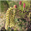 NJ3458 : Alder (Alus glutinosa) in flower by Anne Burgess