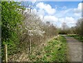 NZ1049 : Blossom beside the railway path by Robert Graham