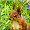 SZ5785 : Red Squirrel, Alverstone Mead Nature Reserve by Ian Capper