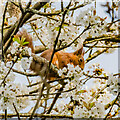 SZ5785 : Red Squirrel, Alverstone Mead Nature Reserve by Ian Capper