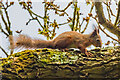 SZ5785 : Red Squirrel, Alverstone Mead Nature Reserve by Ian Capper