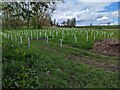 SK4123 : Newly planted trees off Tonge Lane by TCExplorer