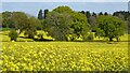 SO7739 : Trees and oil seed rape by Philip Halling