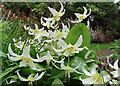 NT2872 : Dog-tooth Violet (Erythronium dens-canis) by Anne Burgess