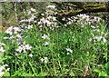 NJ3358 : Cuckoo Flower (Cardamine pratense) by Anne Burgess